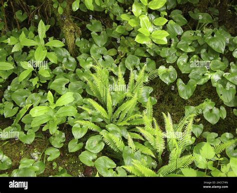 Forest floor. Plants, including ferns, on a forest floor. Photographed ...
