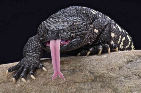 Are There Any Endangered Lizards