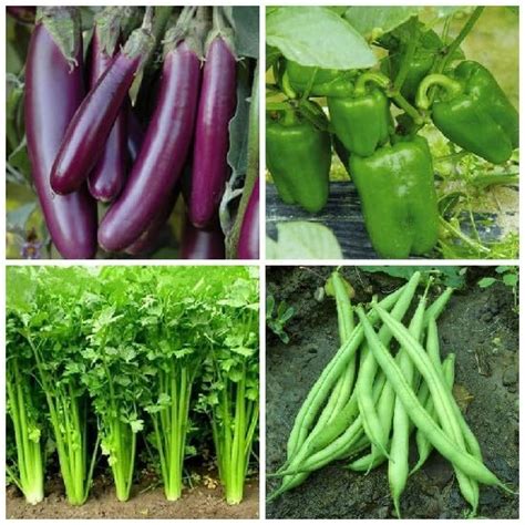 SimXotic Seeds Combo of Brinjal Purple Long, Capsicum Green, Coriander ...