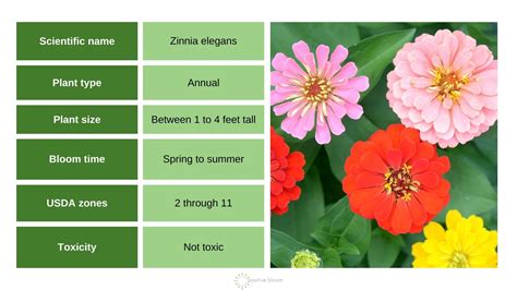 Depth Of Zinnia Roots
