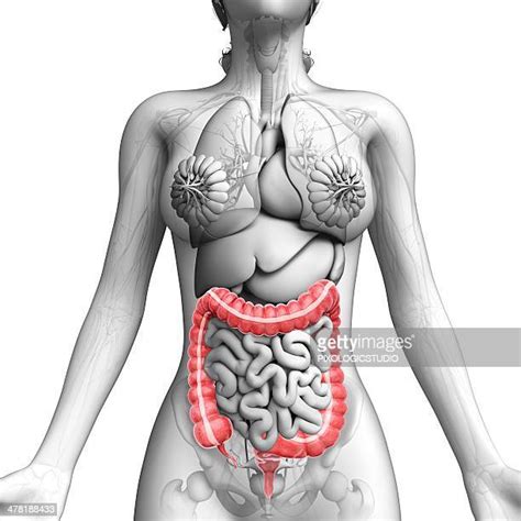 Image result for Appendix Section