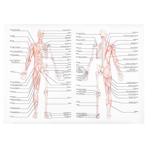 Buy Hemobllo Anatomical Learning Muscular Skeletal System Laminated ...