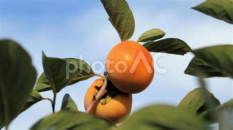 Image result for Moduleization