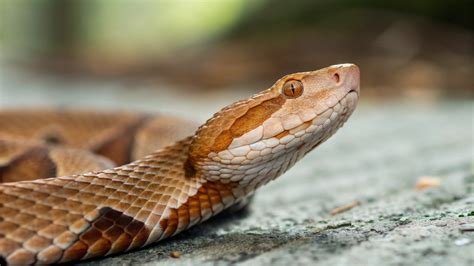 How to Treat a Copperhead Snake Bite | Battlbox - Battlbox.com