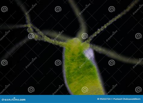 Hydra is a Genus of Small, Fresh-water Animals Stock Photo - Image of biology, hydroid: 95222724