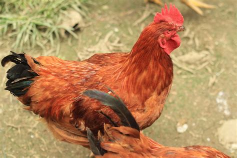 Rhode Island Red