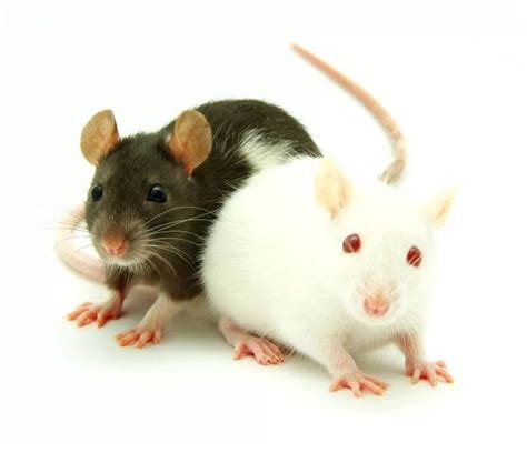 老鼠一般一窝生多少-百度经验
