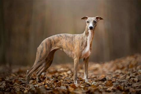 35 Whippet Mixes: A Complete Guide (With Pictures)