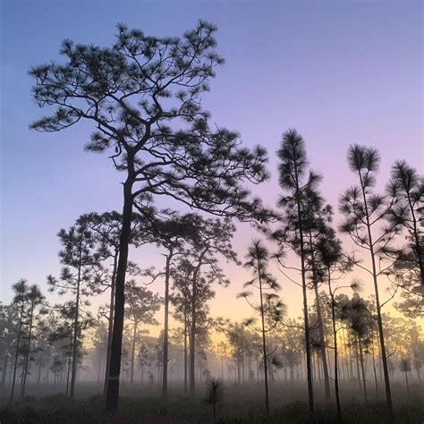 Morning fog in Florida : r/Forest