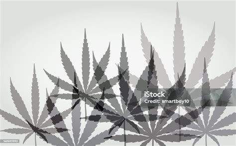 Cannabis Or Marijuana Leaves Black And White Monochrome Stock ...