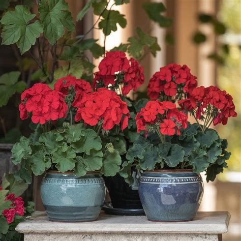 How To Look After Geraniums For A Vibrant Summer Display