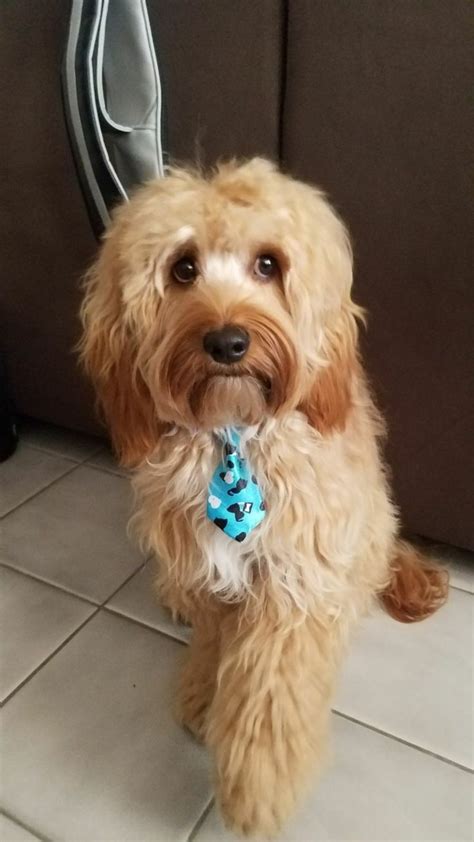 Image result for Dog Cockapoo Brown