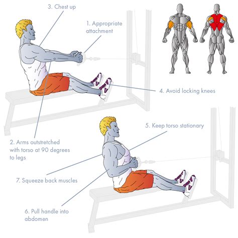 Rows Exercise Muscles
