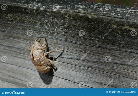 Image result for Empty Cicada Shell
