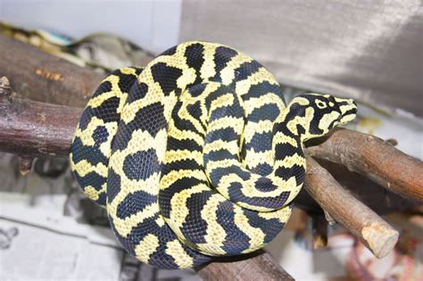 Image result for High Yellow Carpet Python