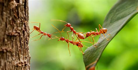 Know the Mysteries of Ant Behavior | My Pest Pros