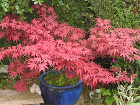 Japanese Outdoor Garden Plants List