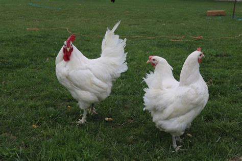 Jersey Giant White Chickens