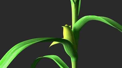 Image result for 3D Maize Generation Code in Pygame