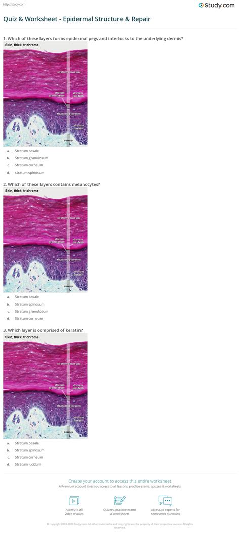 Quiz & Worksheet - Epidermal Structure & Repair | Study.com