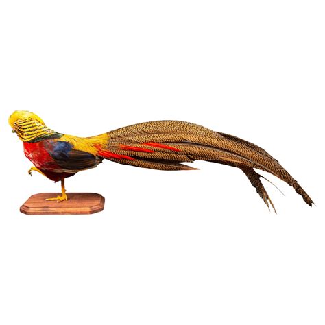 Yellow Golden Pheasant Wall Mounted Taxidermy Specimen For Sale at 1stDibs