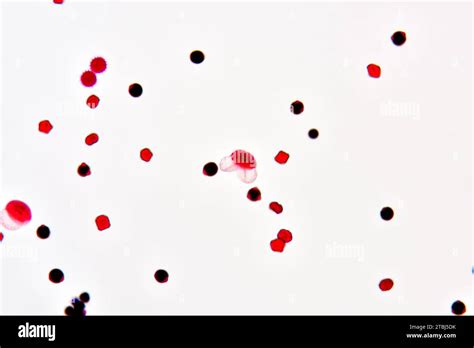 Microscopic 的图像结果