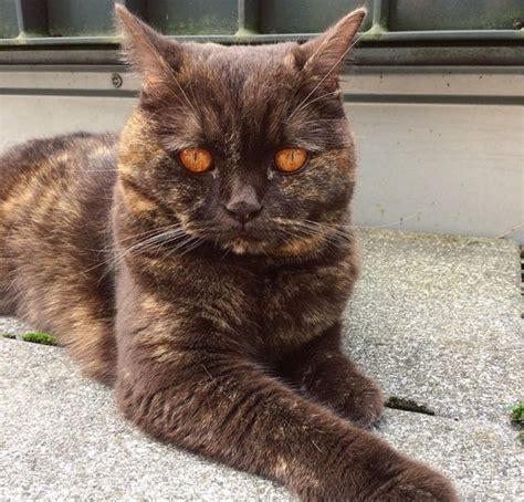 15+ Hewan yang Mutasi Genetiknya Membuatnya Semakin Menggemaskan / Sisi ...