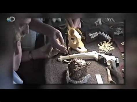 Image result for Ardipithecus Ramidus Discovery