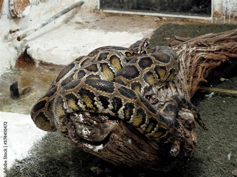 Image result for How to Care for Indian Python