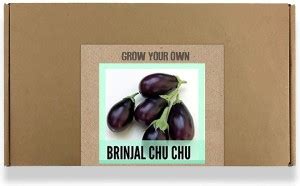 CYBEXIS Fast Germination Brinjal Chu Chu Seeds600 Seeds Seed Price in ...