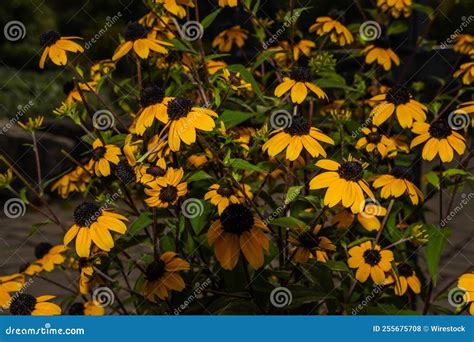 Bunch of Brown-eyed Susans, Rudbeckia Triloba Stock Photo - Image of ...
