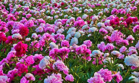 Beautiful Blooms Mixed Peony ... | Groupon Goods