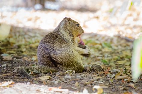 Carnivorous Squirrels Documented in California | UC Davis