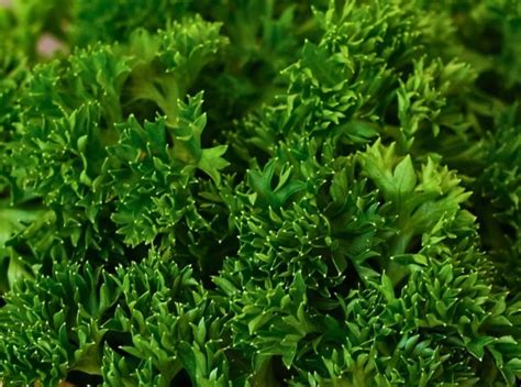 How to Use Fresh Curled Parsley 的图像结果