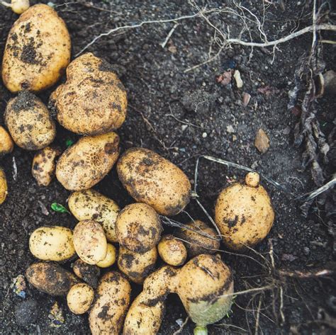 American Short Fiction - Publishing exquisite fiction since 1991.