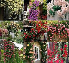 fiori a casa 450 seeds climbing shrub balcony hedge tree flowers fiori a casa 450 seeds climbing shrub balcony hedge tree flowers