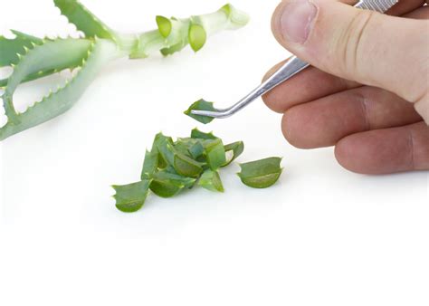 Why Standardized Herbal Extracts? – Millennium Herbal Care Limited