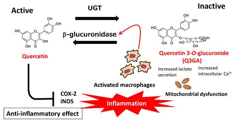 Mechanism Of Quercetin
