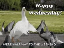 Funny Happy Wednesday GIFs | Tenor