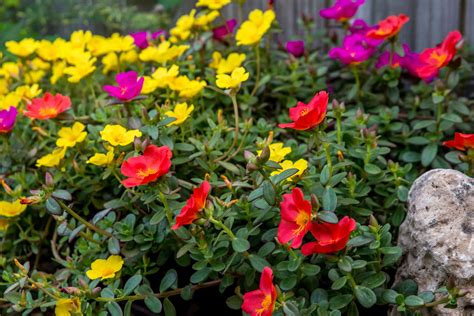 Moss Rose: Plant Care & Growing Guide