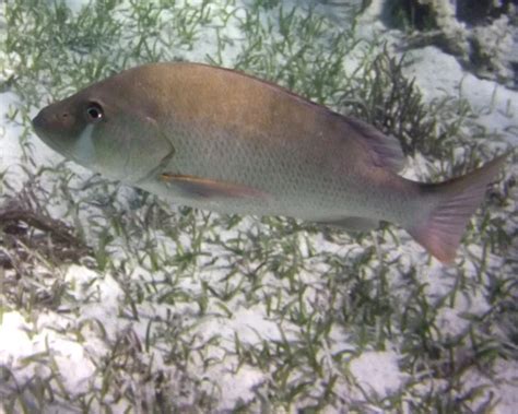 Image result for Snapper Animal