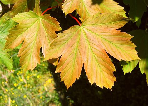 Image result for Maple Tree Identification