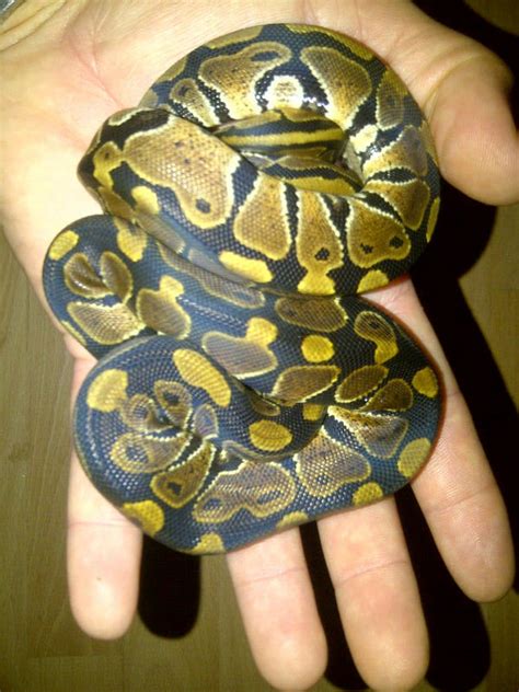 Image result for 1 Meter Royal Python