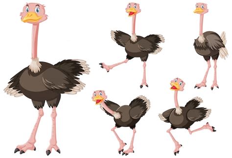 Ostrich clip art Images - Free Download on Freepik