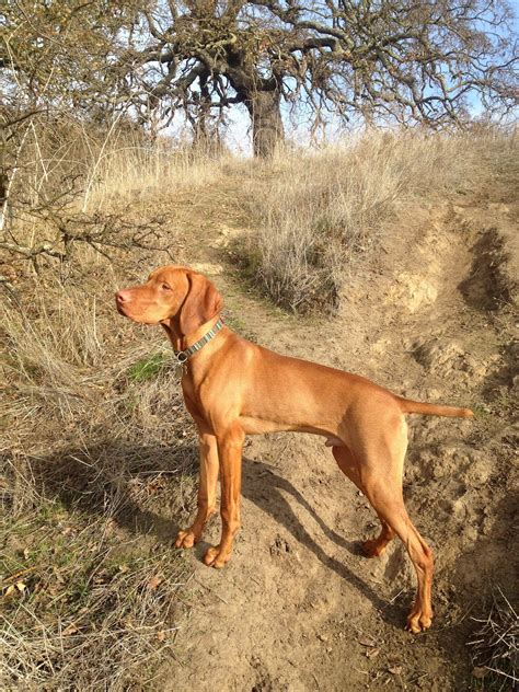 redbirddog - a hungarian pointer (vizsla) blog: In This Corner ...