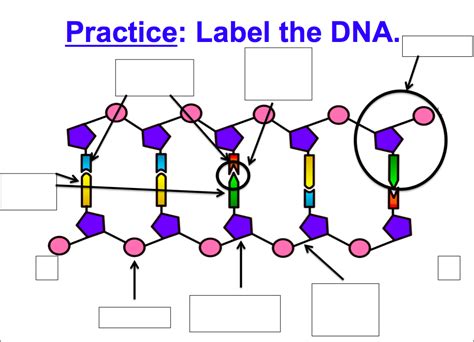 Basic Structure of RNA 的图像结果