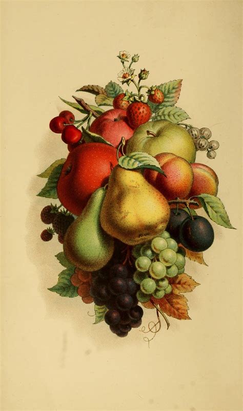 vintage fruit illustration