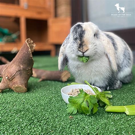 4 Things To Know Before Getting A Rabbit