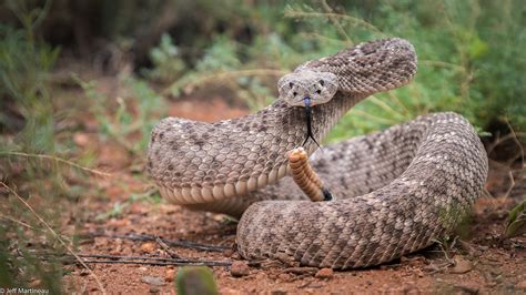 Western Diamond Back Rattlesnakes