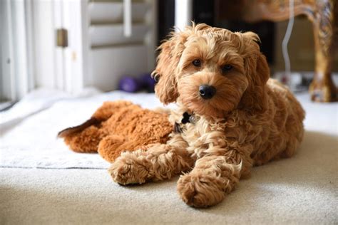 Image result for Cockapoo Dog Names